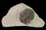 Metascutellum Trilobite - Very Pustulose #160906-1